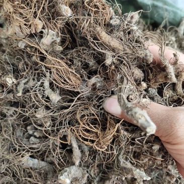 野生地胆头根部草鞋根洗水货干净无泥，可全国发货