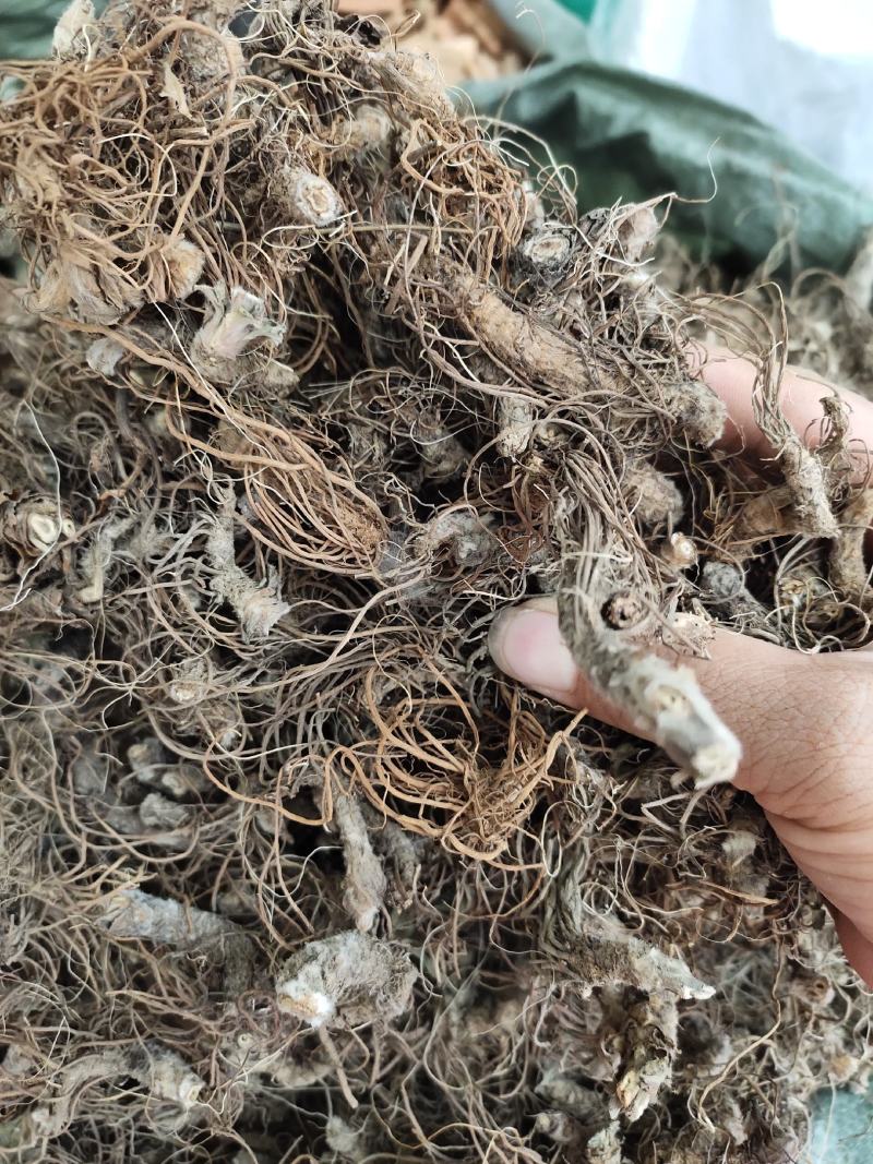 野生地胆头根部草鞋根洗水货干净无泥，可全国发货