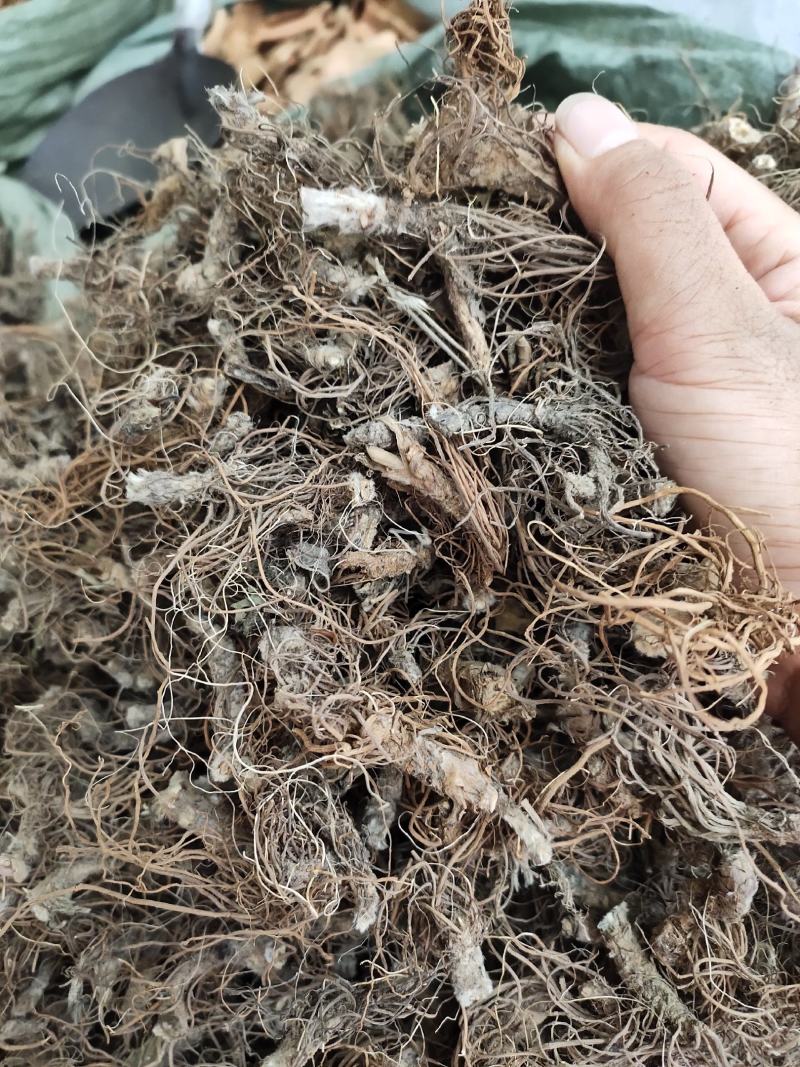 野生地胆头根部草鞋根洗水货干净无泥，可全国发货