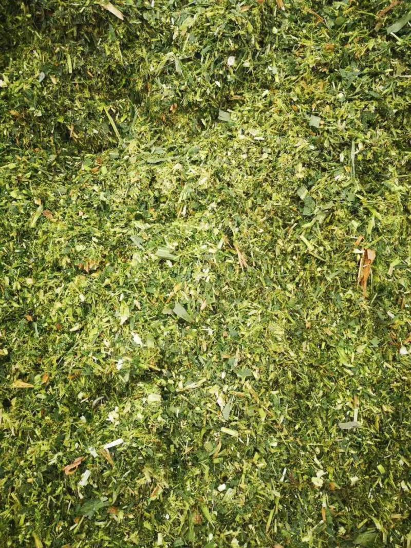 玉米秸秆青储大量出售玉米秸秆青储