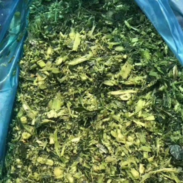 玉米秸秆青储大量出售玉米秸秆青储