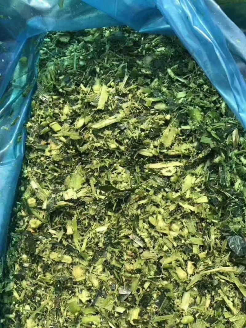 玉米秸秆青储大量出售玉米秸秆青储