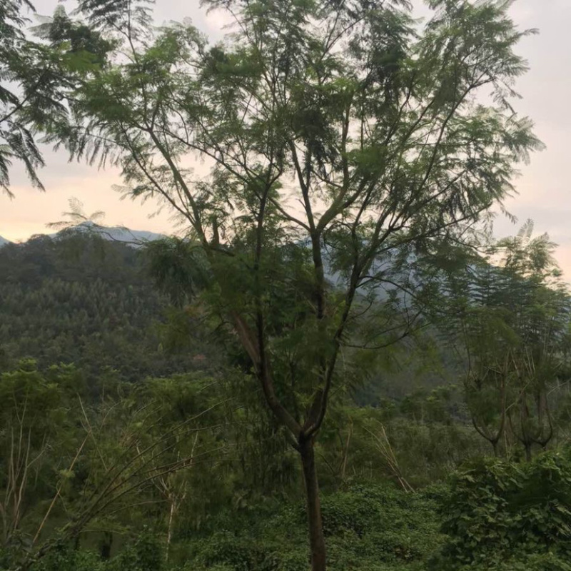 福建15公分蓝花楹基地批发漳州蓝花楹绿化树兰花楹栽培