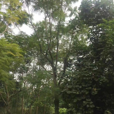 福建15公分蓝花楹基地批发漳州蓝花楹绿化树兰花楹栽培
