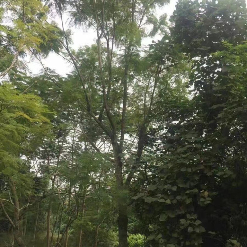 福建15公分蓝花楹基地批发漳州蓝花楹绿化树兰花楹栽培