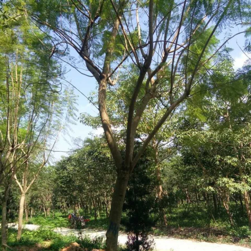 福建15公分蓝花楹基地批发漳州蓝花楹绿化树兰花楹栽培