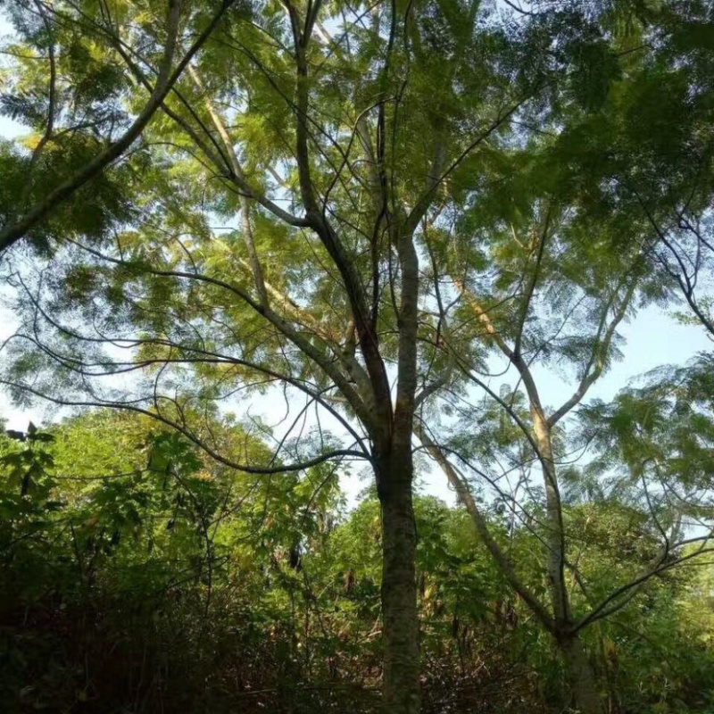 福建15公分蓝花楹基地批发漳州蓝花楹绿化树兰花楹栽培