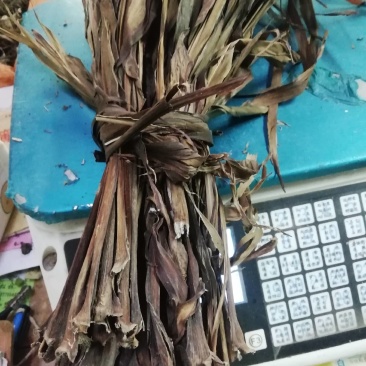 中药材红铁树叶/朱蕉叶/铁树叶/朱竹叶/苏铁叶/红叶铁树