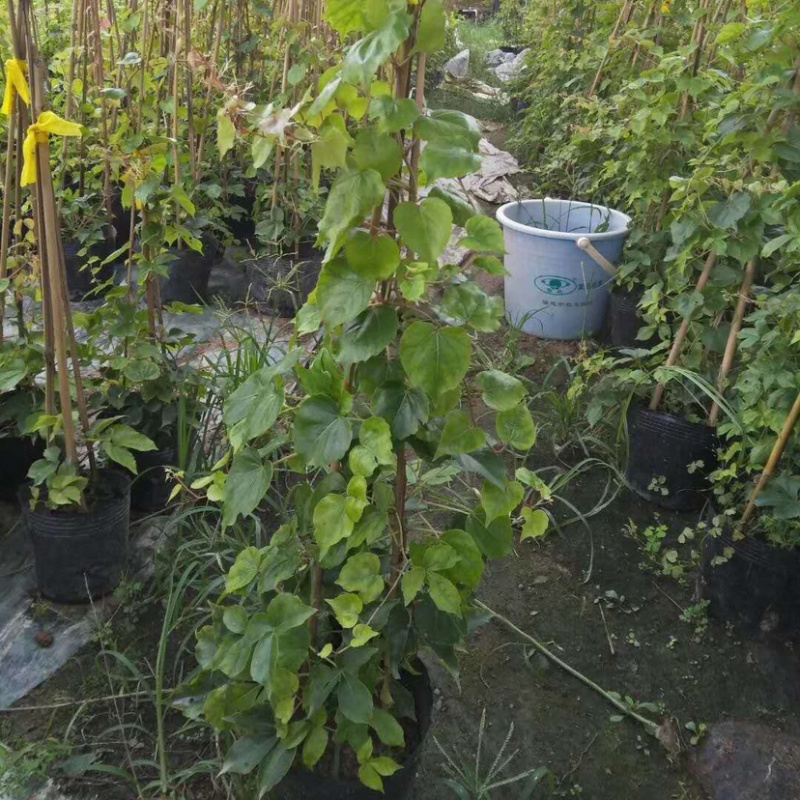 福建120厘米爬山虎漳州基地批发厂家直销