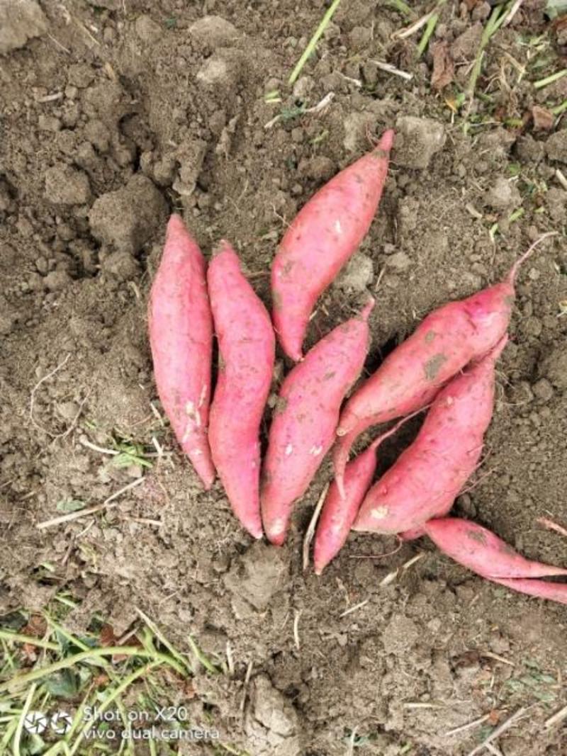 安徽红薯黑土地金品西瓜红产地直发保质保量长期合作