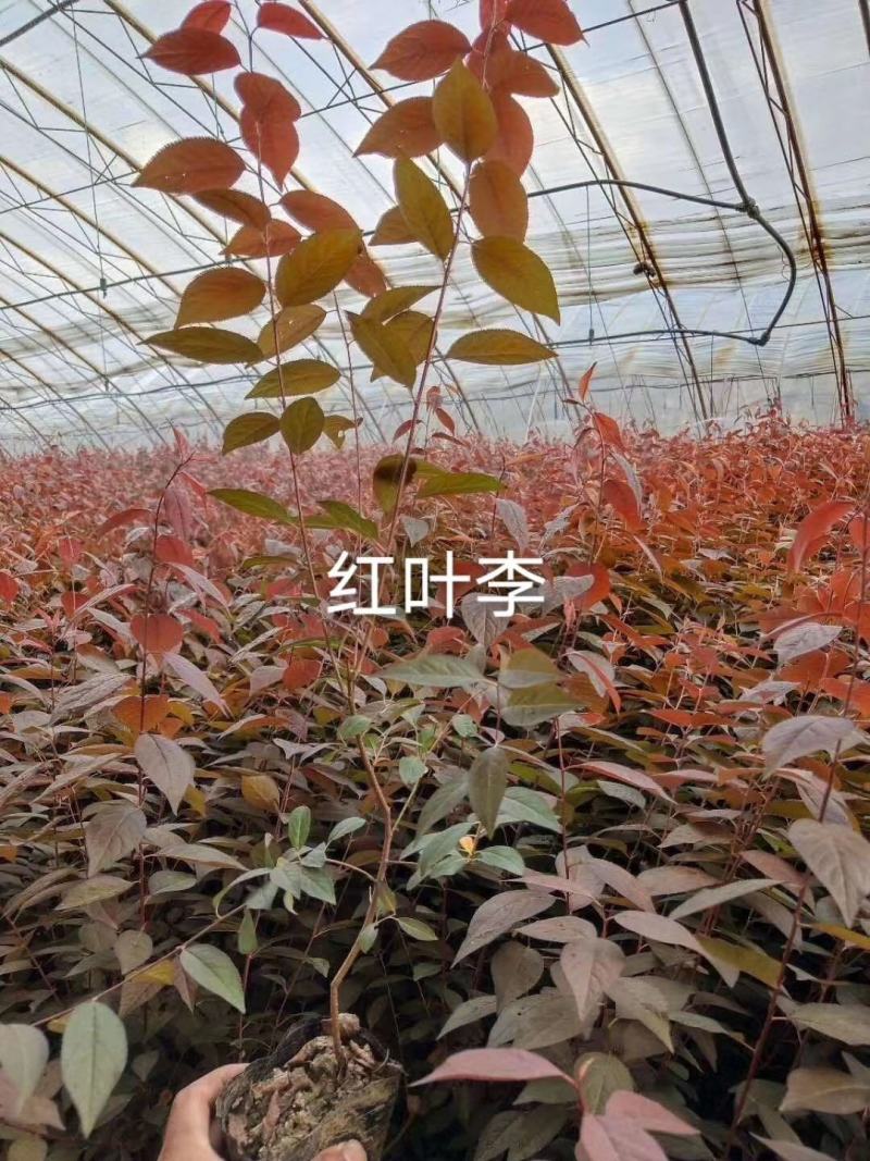 红叶李密枝红叶李红叶李扦插苗可视频看货