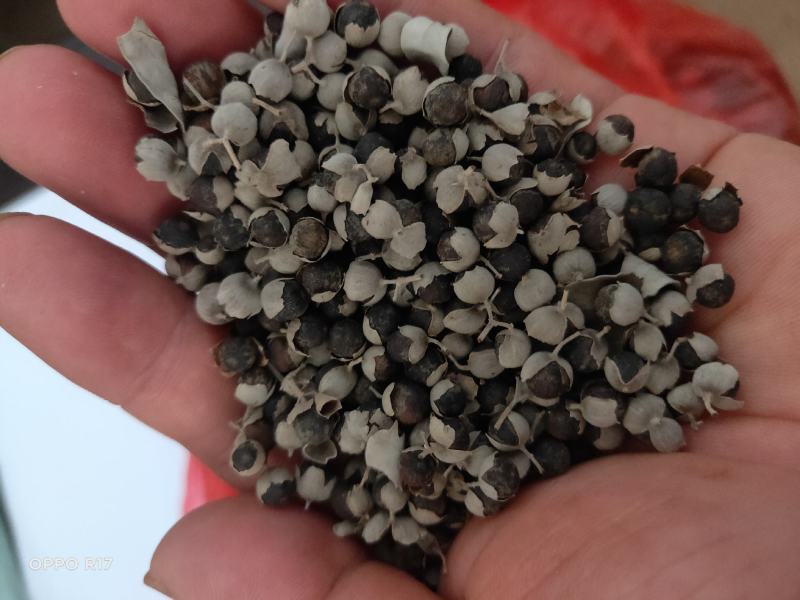 江西樟树单叶蔓荆子干货