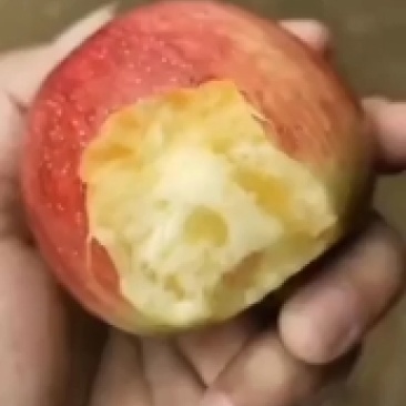 美八，红露冰糖心苹果产地批发一手货源，货源充足品质优良。