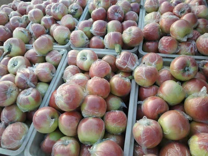 美八，红露冰糖心苹果产地批发一手货源，货源充足品质优良。
