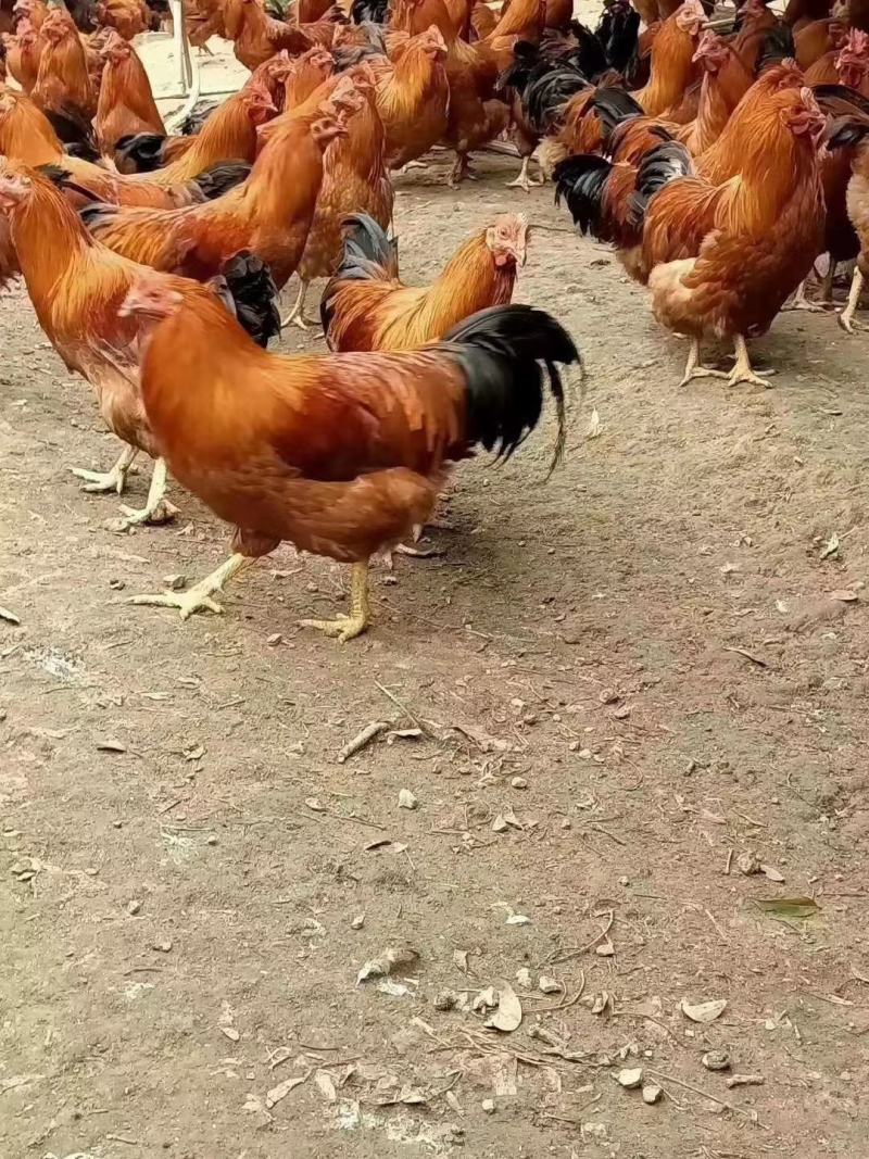 各种靓鸡，项鸡，腌鸡，靓靓靓