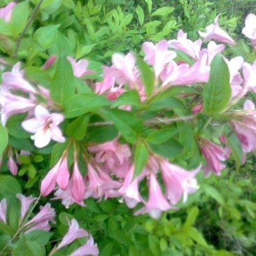 四季锦带粉花锦带锦带花可视频看货