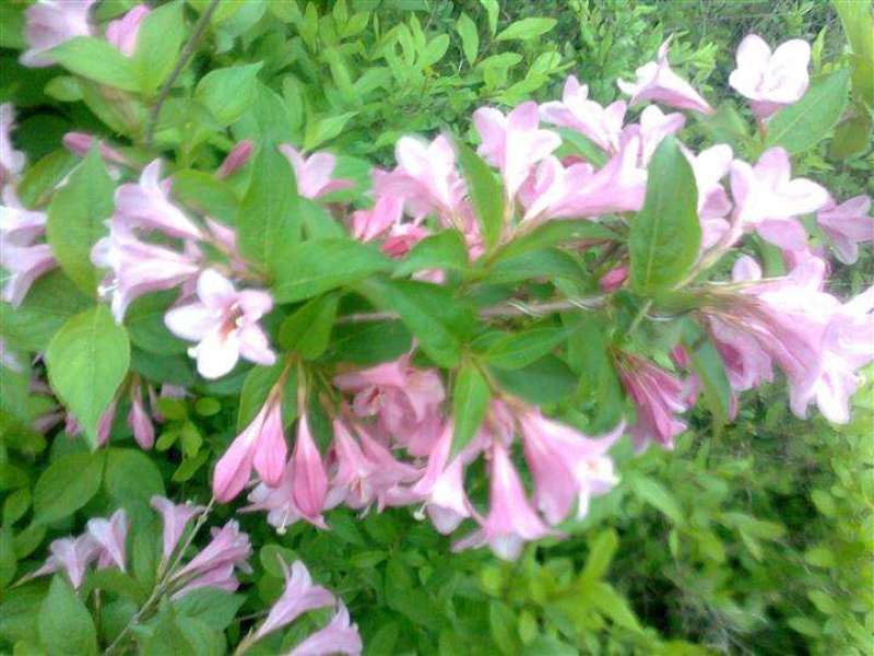 四季锦带粉花锦带锦带花可视频看货