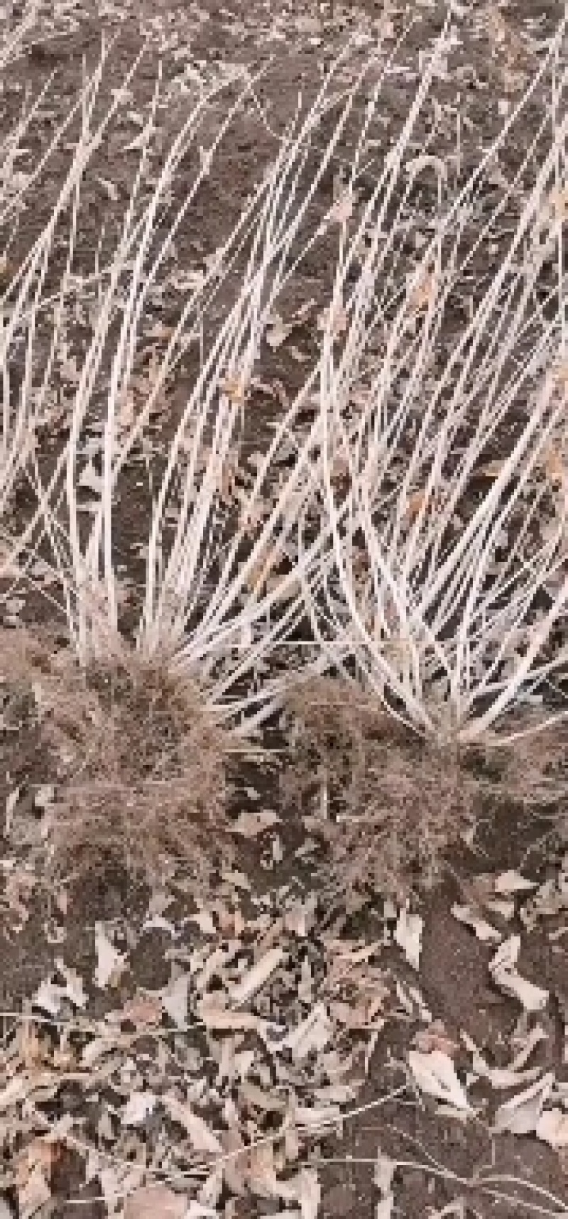 四季锦带粉花锦带锦带花可视频看货