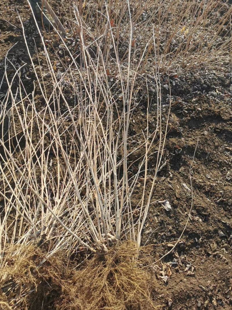 四季锦带粉花锦带锦带花可视频看货