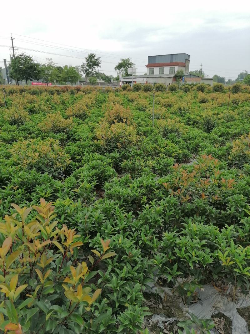 自家苗圃供应佛顶珠佛顶桂花基地直销一手货源视频看货