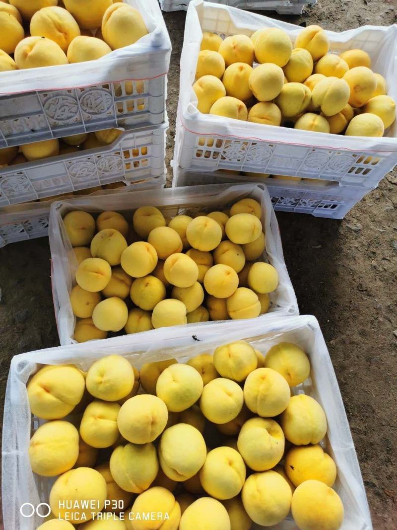 万亩桃园基地欢迎您，大量黄桃出售