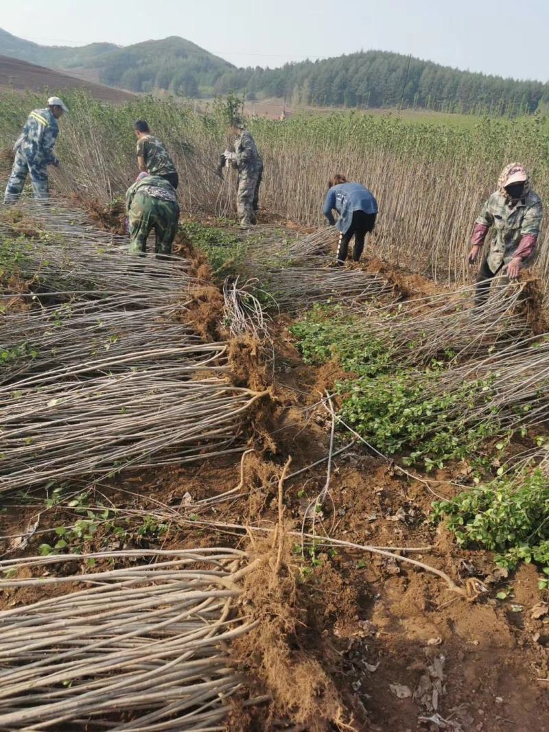 黑果花楸不老梅野樱梅黑果腺肋花楸绿化苗木