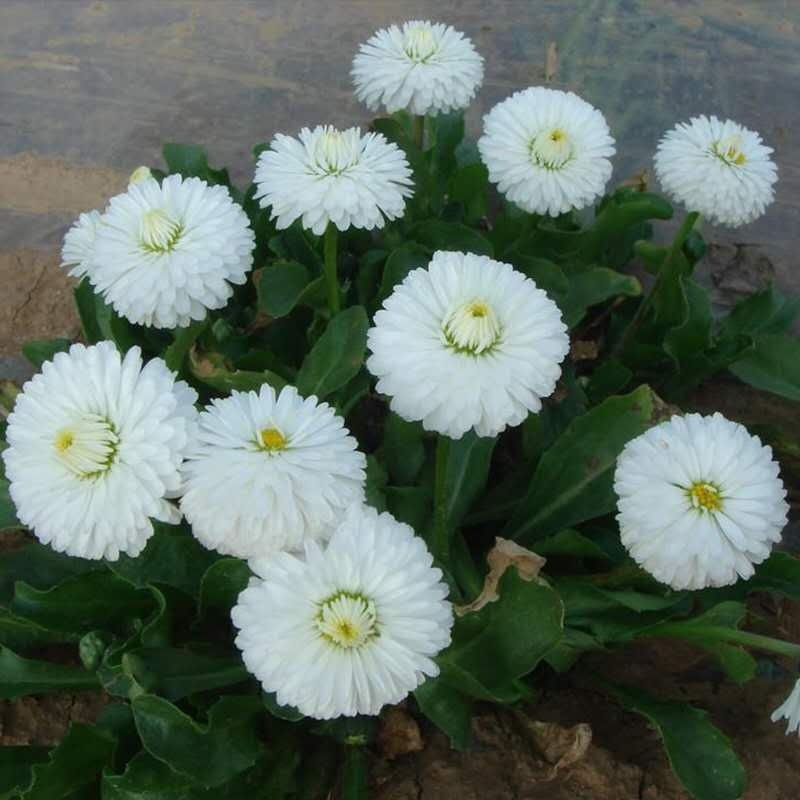 雏菊种子四季开花易活进口小雏菊花种籽植物矮杆花海花卉种子