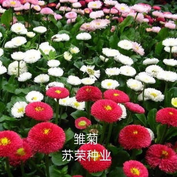雏菊种子四季开花易活进口小雏菊花种籽植物矮杆花海花卉种子