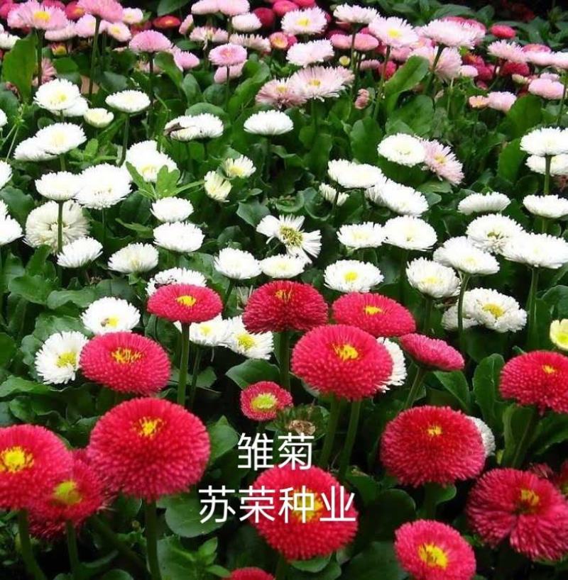 雏菊种子四季开花易活进口小雏菊花种籽植物矮杆花海花卉种子