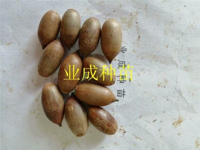 小叶青冈种子壳斗科植物