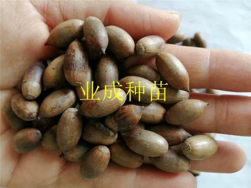 小叶青冈种子壳斗科植物