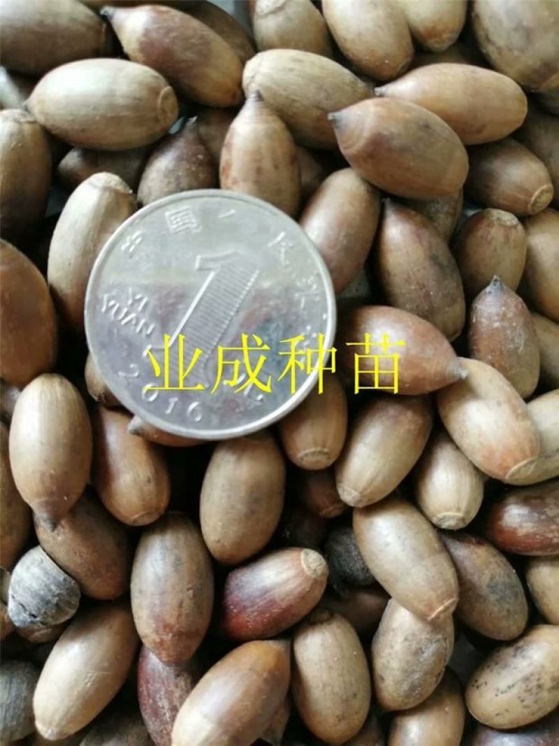 小叶青冈种子壳斗科植物