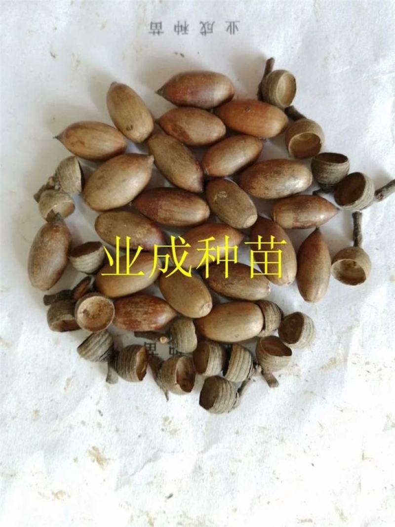 小叶青冈种子壳斗科植物