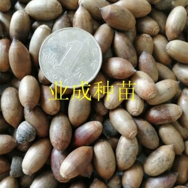 小叶青冈种子壳斗科植物