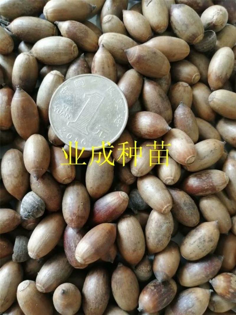 小叶青冈种子壳斗科植物