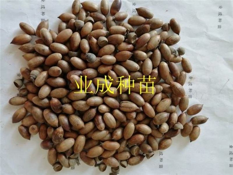 小叶青冈种子壳斗科植物