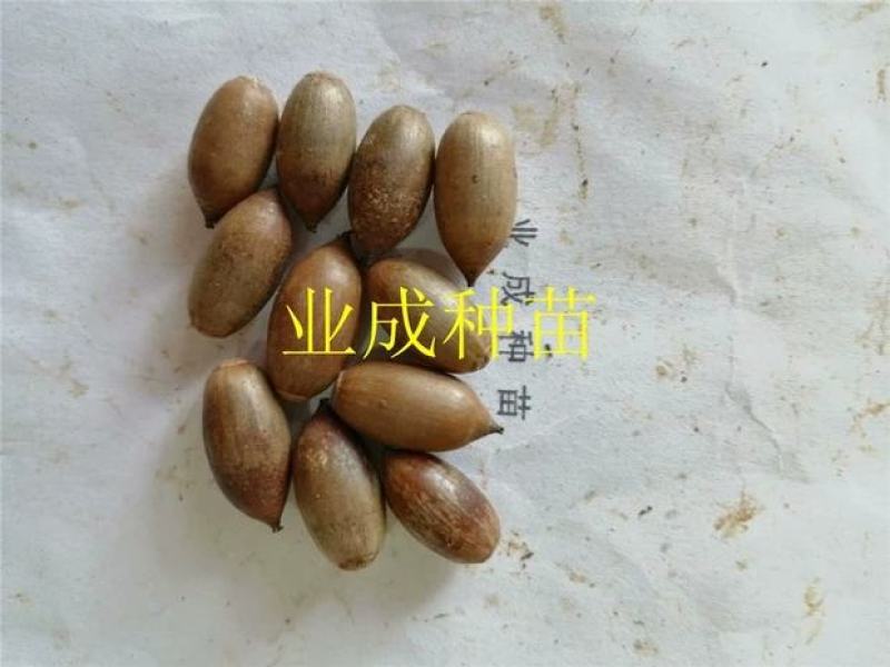 小叶青冈种子壳斗科植物