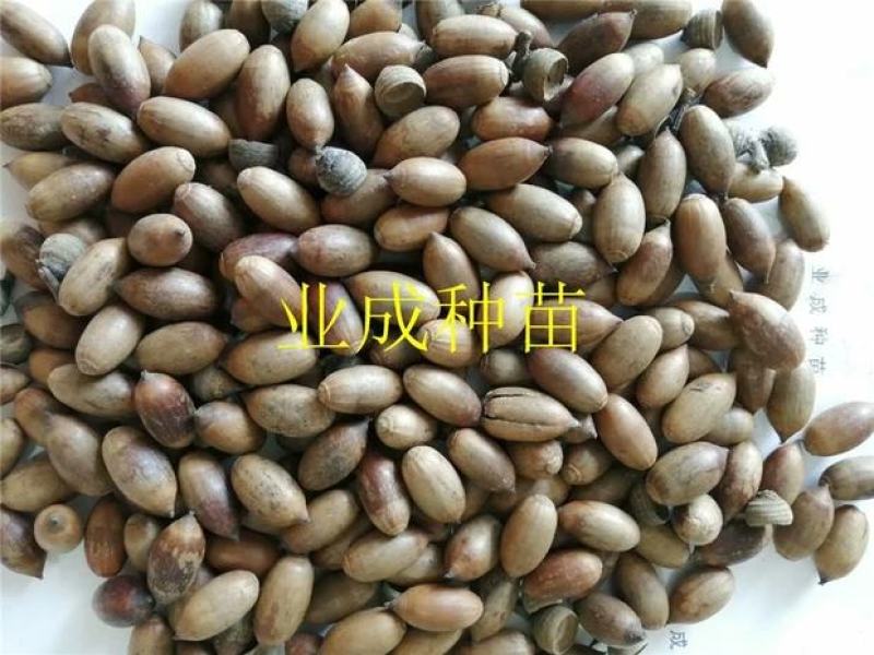 小叶青冈种子壳斗科植物