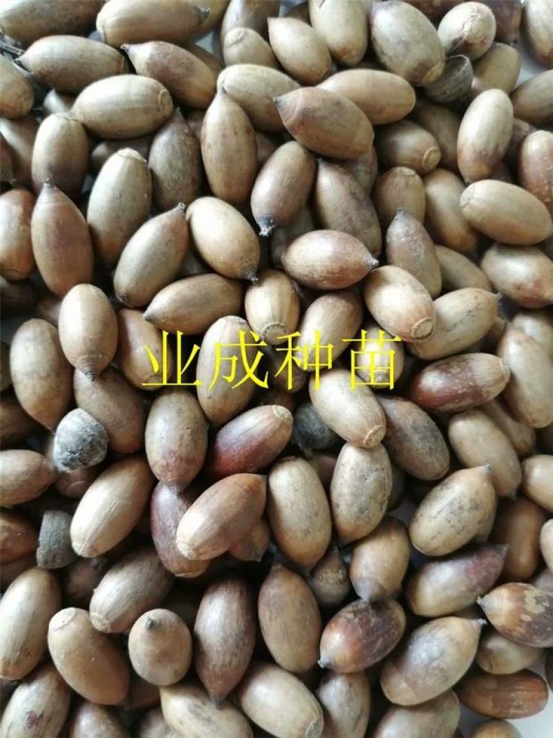 小叶青冈种子壳斗科植物