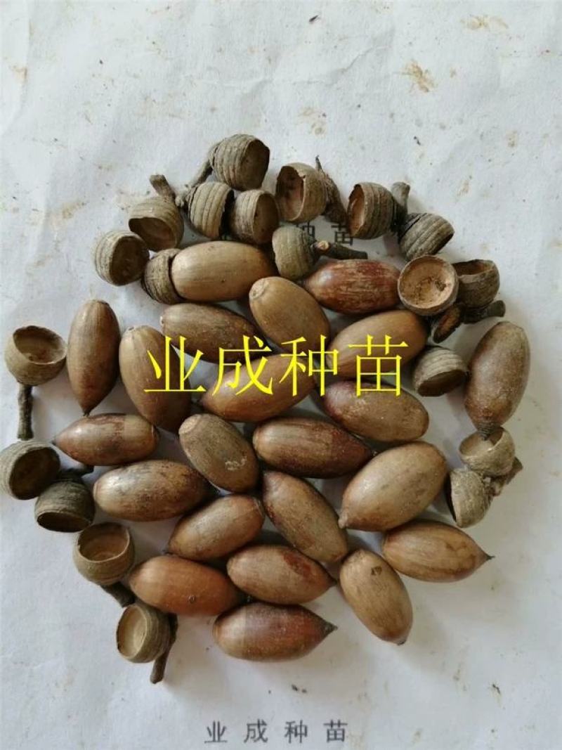 小叶青冈种子壳斗科植物