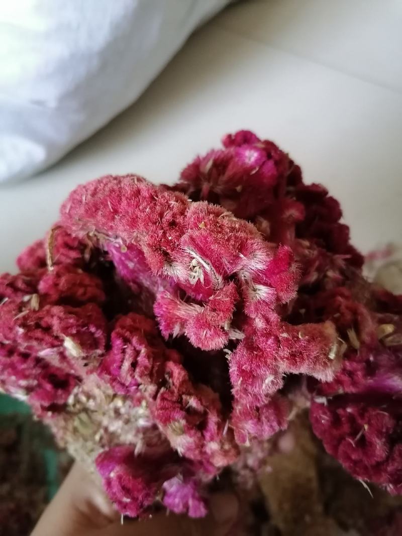 鸡冠花药用干花各种中药材批发零售各种规格中药材