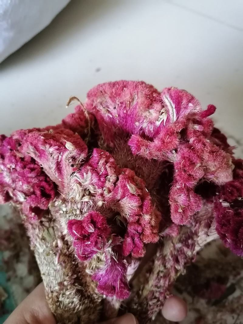 鸡冠花药用干花各种中药材批发零售各种规格中药材