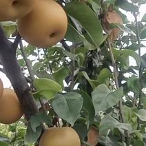 秋月梨树苗保证苗子品种现挖现发货成活率高