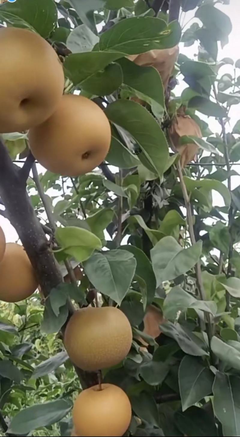 秋月梨树苗保证苗子品种现挖现发货成活率高