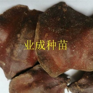 蓝花楹种子蓝花凤凰木