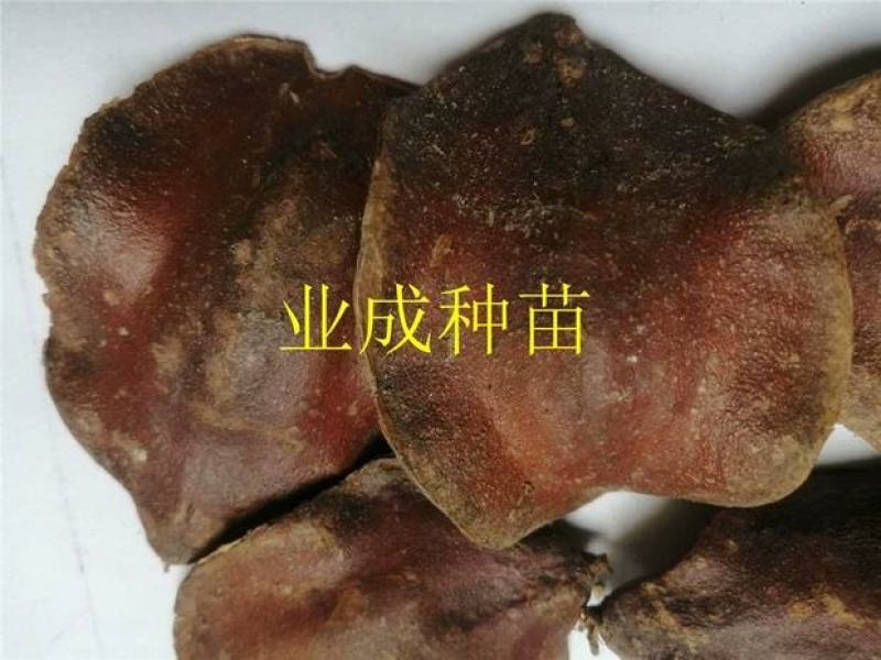 蓝花楹种子蓝花凤凰木