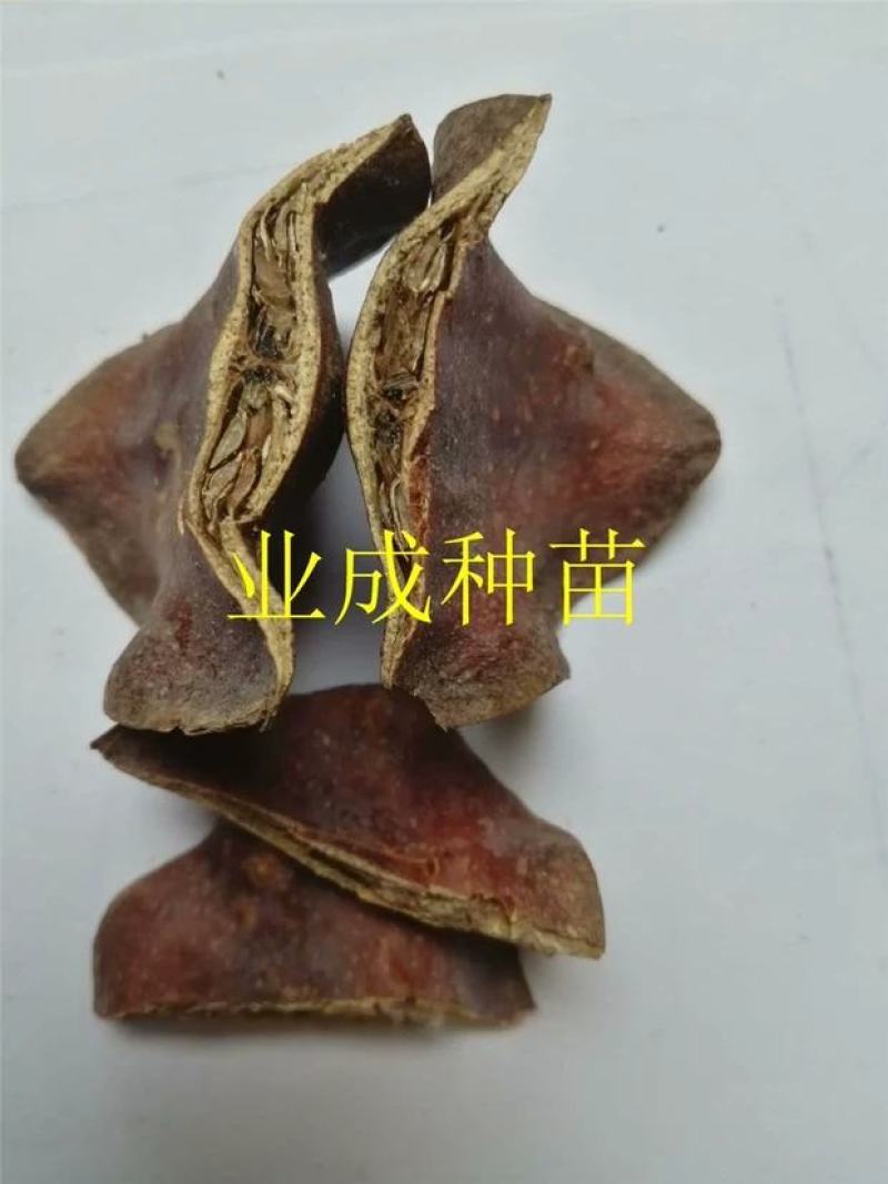 蓝花楹种子蓝花凤凰木