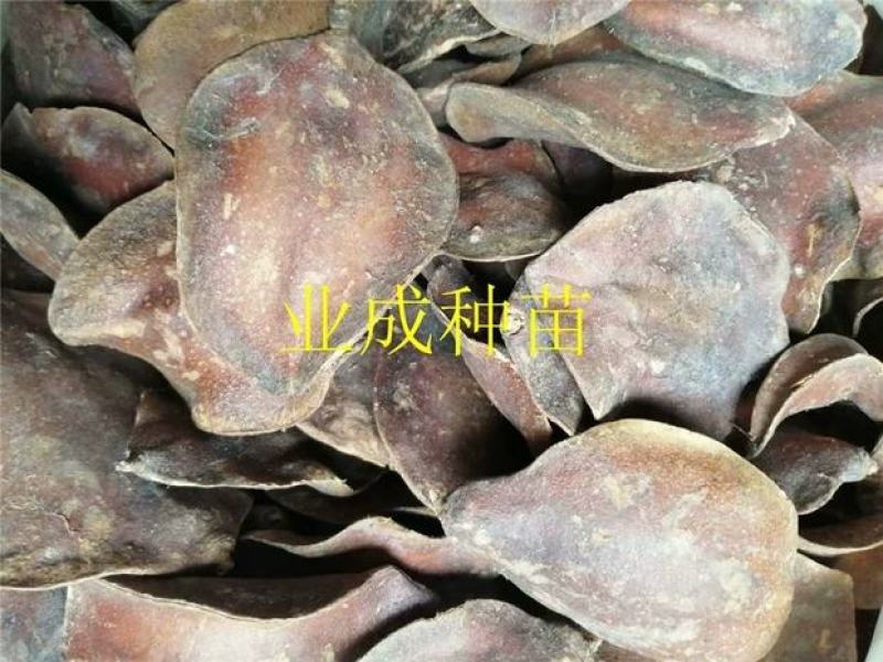 蓝花楹种子蓝花凤凰木