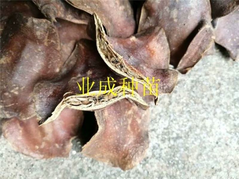 蓝花楹种子蓝花凤凰木