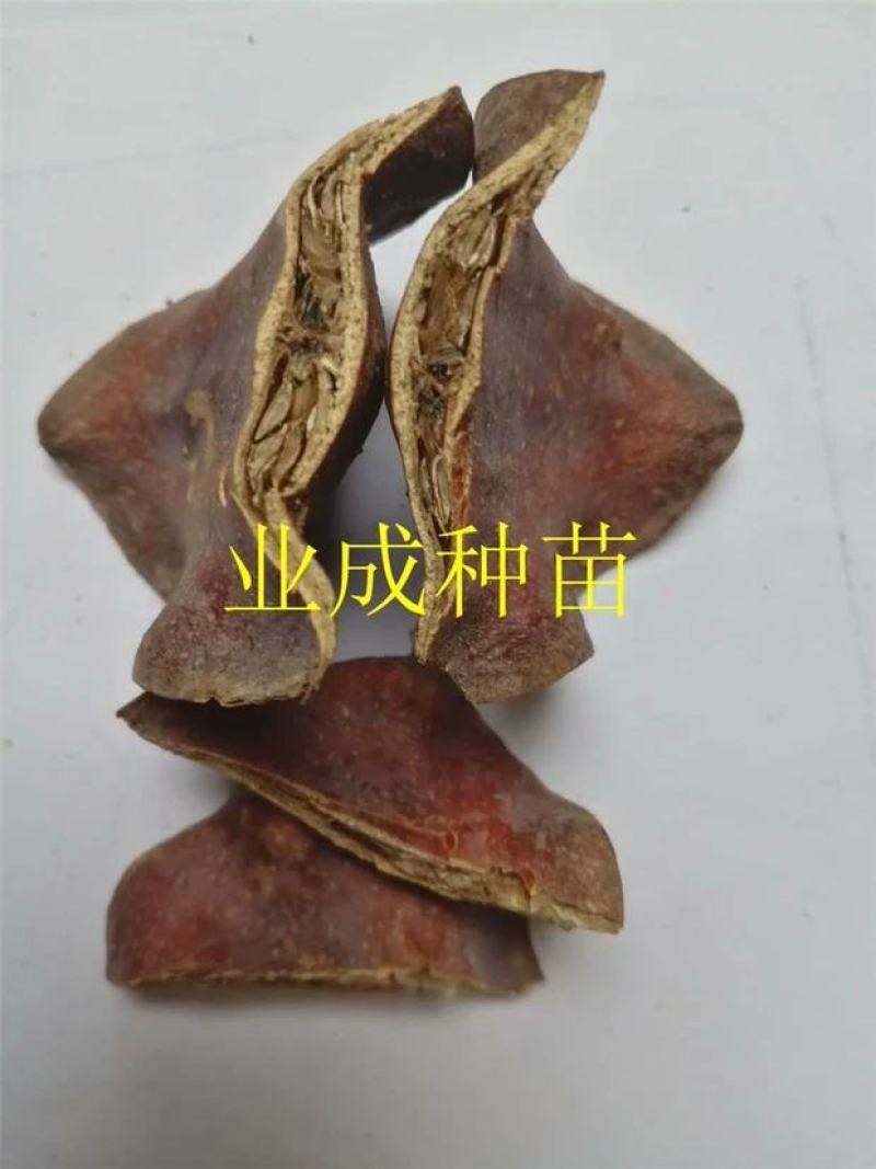 蓝花楹种子蓝花凤凰木